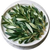 MemoVolt™ Oleuropein from Olive Leaf Extract for antioxidant wellness