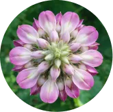 MemoVolt™ Kudzu Flower Extract for cognitive and metabolic wellness